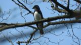 Male Blue-and-white Flycatcher