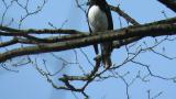Male Blue-and-white Flycatcher