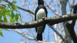Male Blue-and-white Flycatcher