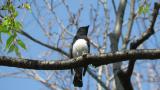 Male Blue-and-white Flycatcher