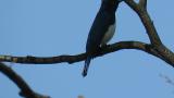 Male Blue-and-white Flycatcher