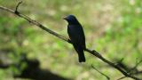 Male Blue-and-white Flycatcher