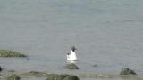 Black-headed Gull, foraging