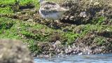 Foraging Great Knots