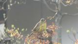 Singing Black-faced Bunting