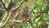 Singing Black-faced Bunting