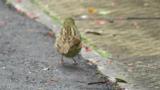 Black-faced Bunting, singing and foraging