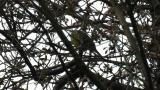 Black-faced Bunting, singing and some preening