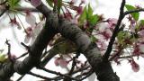 Black-faced Bunting foraging on cherry