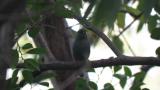 Perched male Grey Bunting