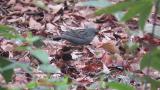 Foraging male Grey Bunting