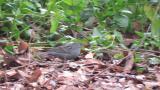 Foraging male Grey Bunting