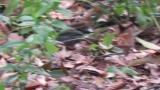 Foraging male Grey Bunting