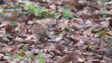 Foraging Bramblings