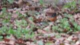 Foraging Brambling