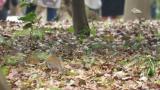 Foraging Bramblings