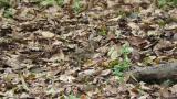 Foraging Brambling