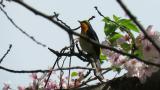 Male Narcissus Flycatcher