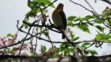 Male Narcissus Flycatcher
