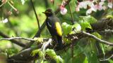 Male Narcissus Flycatcher