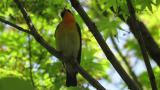 Singing male Narcissus Flycatcher