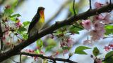 Male Narcissus Flycatcher