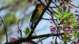 Male Narcissus Flycatcher