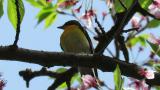Male Narcissus Flycatcher