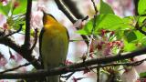 Male Narcissus Flycatcher