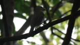 Female Narcissus Flycatcher