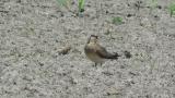 Oriental Pratincole