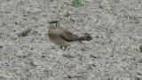 Oriental Pratincole