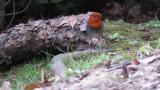 Japanese Robin caught a worm