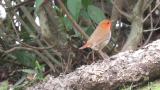 Japanese Robin, hopping