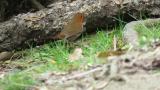 Japanese Robin caught a worm