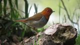 Japanese Robin
