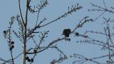 Singing Asian Brown Flycatcher