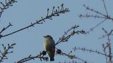 Singing Asian Brown Flycatcher