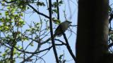Singing Asian Brown Flycatcher