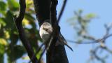 Asian Brown Flycatcher
