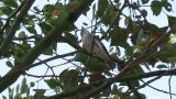 Asian Brown Flycatcher singing in small volume