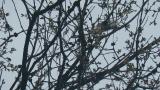 Singing Asian Brown Flycatcher, courtship display?