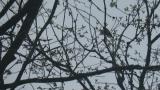 Asian Brown Flycatcher, courtship display?