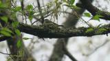 Asian Brown Flycatcher, nest building