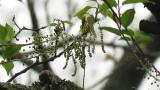 Asian Brown Flycatcher, nest building