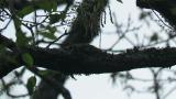 Asian Brown Flycatcher, nest building