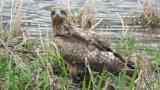 Black Kite drinking water
