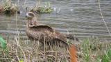 Black Kite, walking, drinking water and took flight