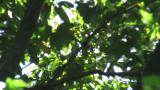 Foraging Sakhalin Leaf Warbler
