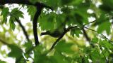 Foraging Eastern Crowned Warbler (suspected)